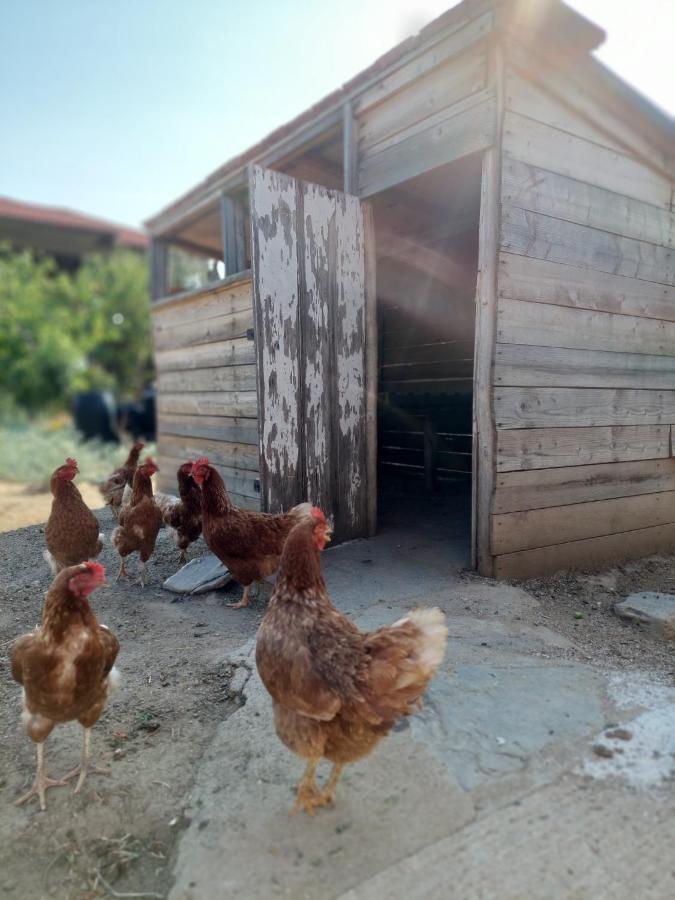 Agrikia Tis Vasilikis Apartman Ormília Kültér fotó